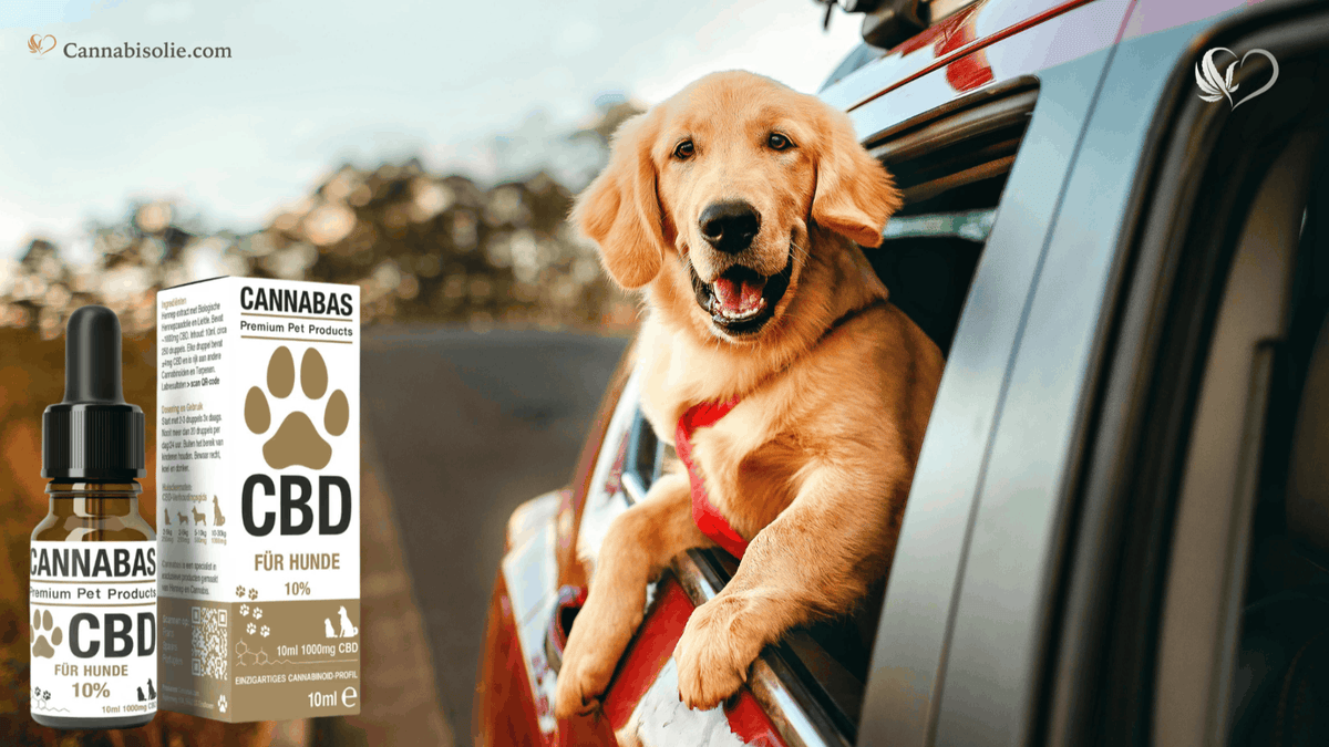 CBD olie voor honden tijdens reizen of autoritten
