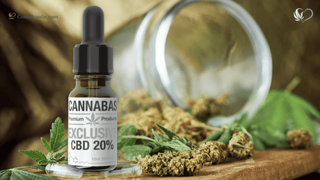 CBD olie markt groeit door toenemende acceptatie | Trends & inzichten