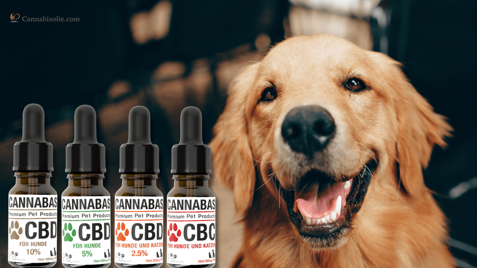 Hoe geef ik mijn hond CBD olie?