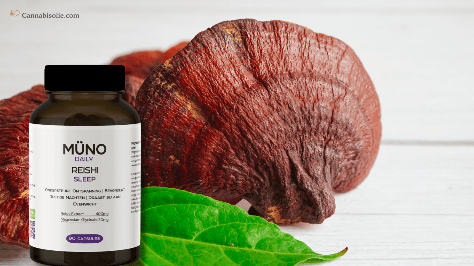 Reishi paddenstoelen: natuurlijke slaap en ontspanning