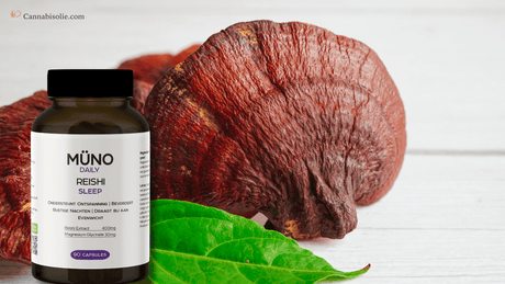 Reishi paddenstoelen: natuurlijke slaap en ontspanning