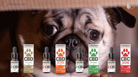 Vuurwerk en huisdieren: rust en routine tijdens harde feestmomenten