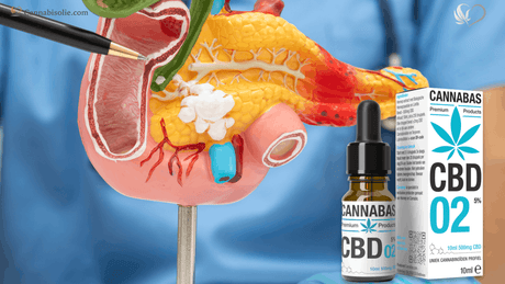 CBD en leverenzymen uitgelegd