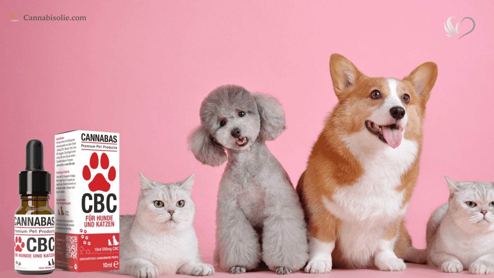 CBC olie voor Honden en Katten: Hoe werkt het en Hoe gebruik je het?