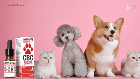CBC olie voor Honden en Katten: Hoe werkt het en Hoe gebruik je het?