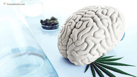 CBD vs. THC: Wat is beter voor je hersenen?