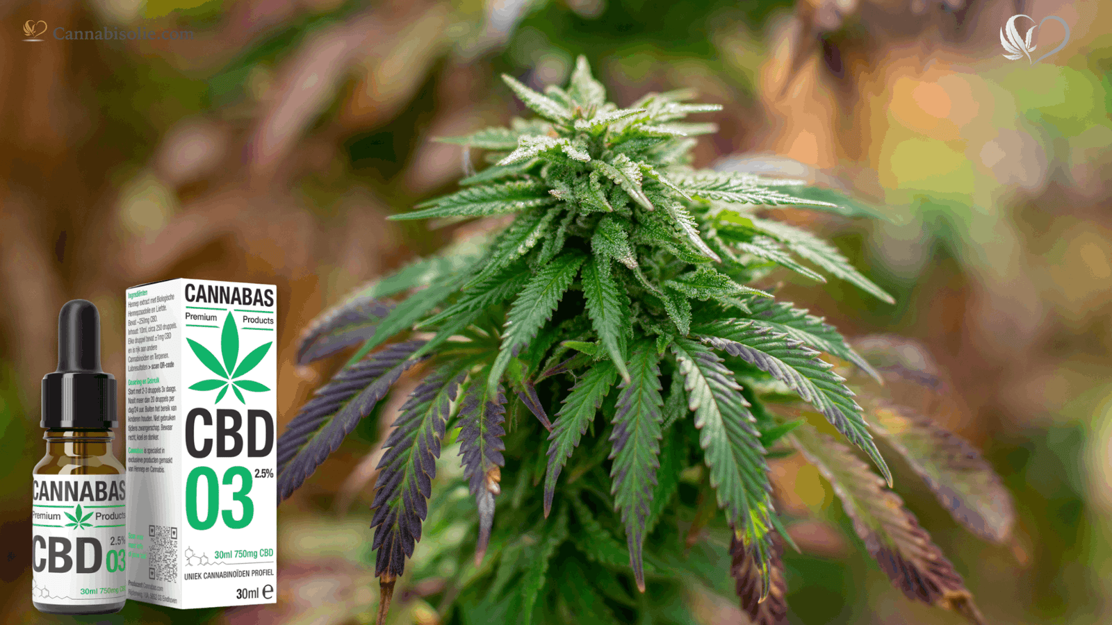 Waarom denkt men dat CBD hetzelfde is als Wiet?