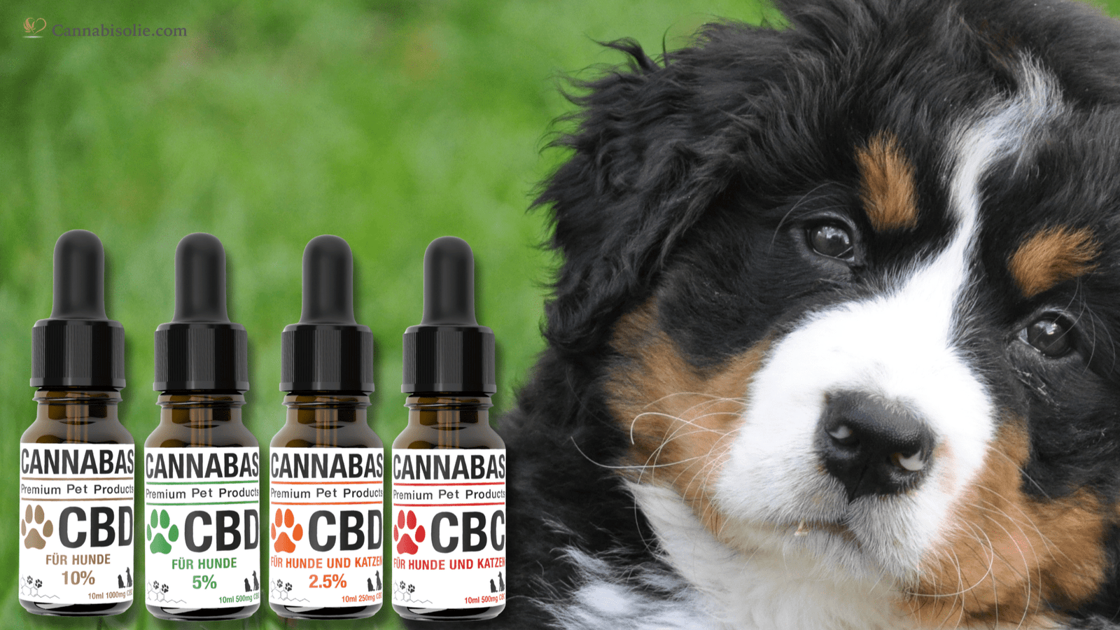 De ideale sterkte CBD olie voor honden: Zo kies je de juiste dosering