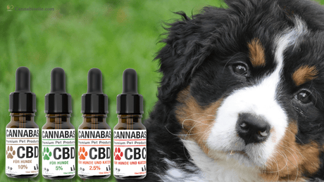 De ideale sterkte CBD olie voor honden: Zo kies je de juiste dosering