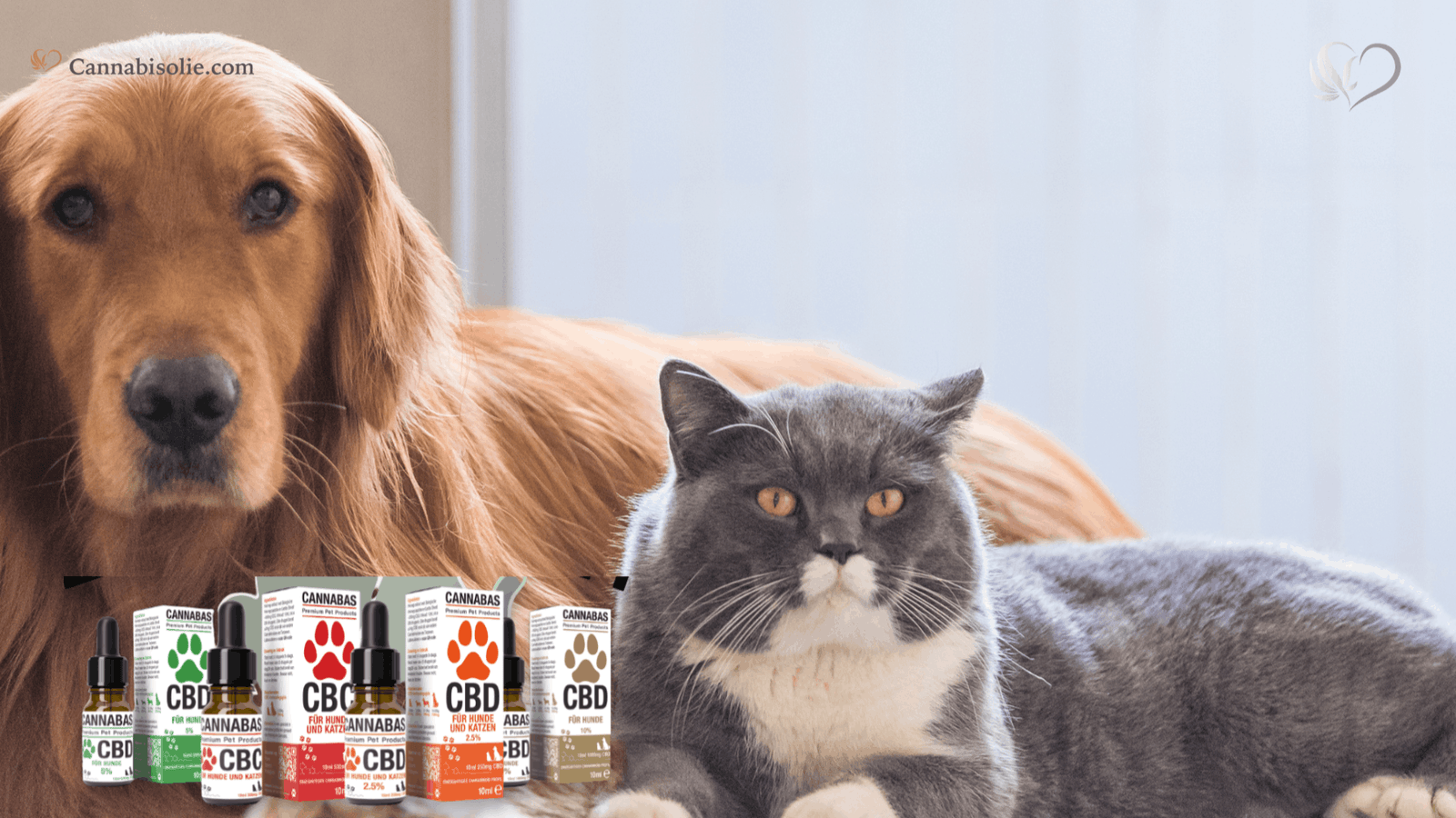 Veelgemaakte Fouten CBD Olie voor Dieren