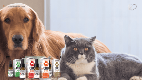 Veelgemaakte Fouten CBD Olie voor Dieren