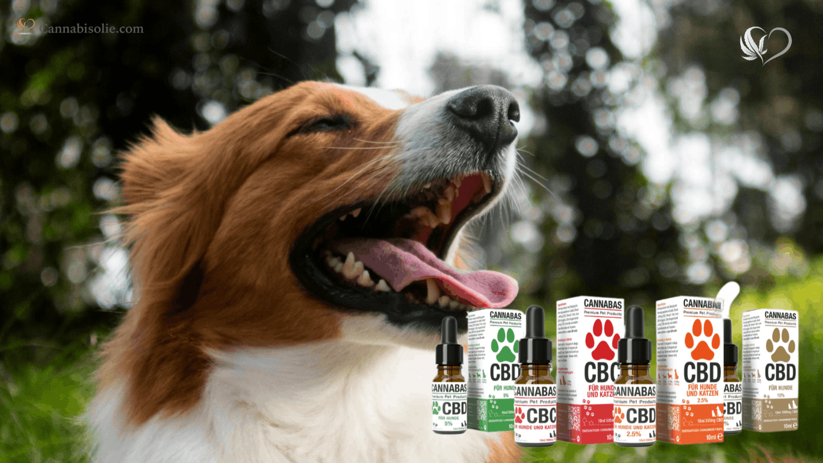 Hoe werkt CBD olie bij Dieren?