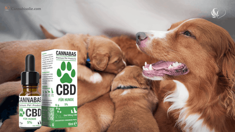 CBD olie voor Puppies versus Volwassen Honden