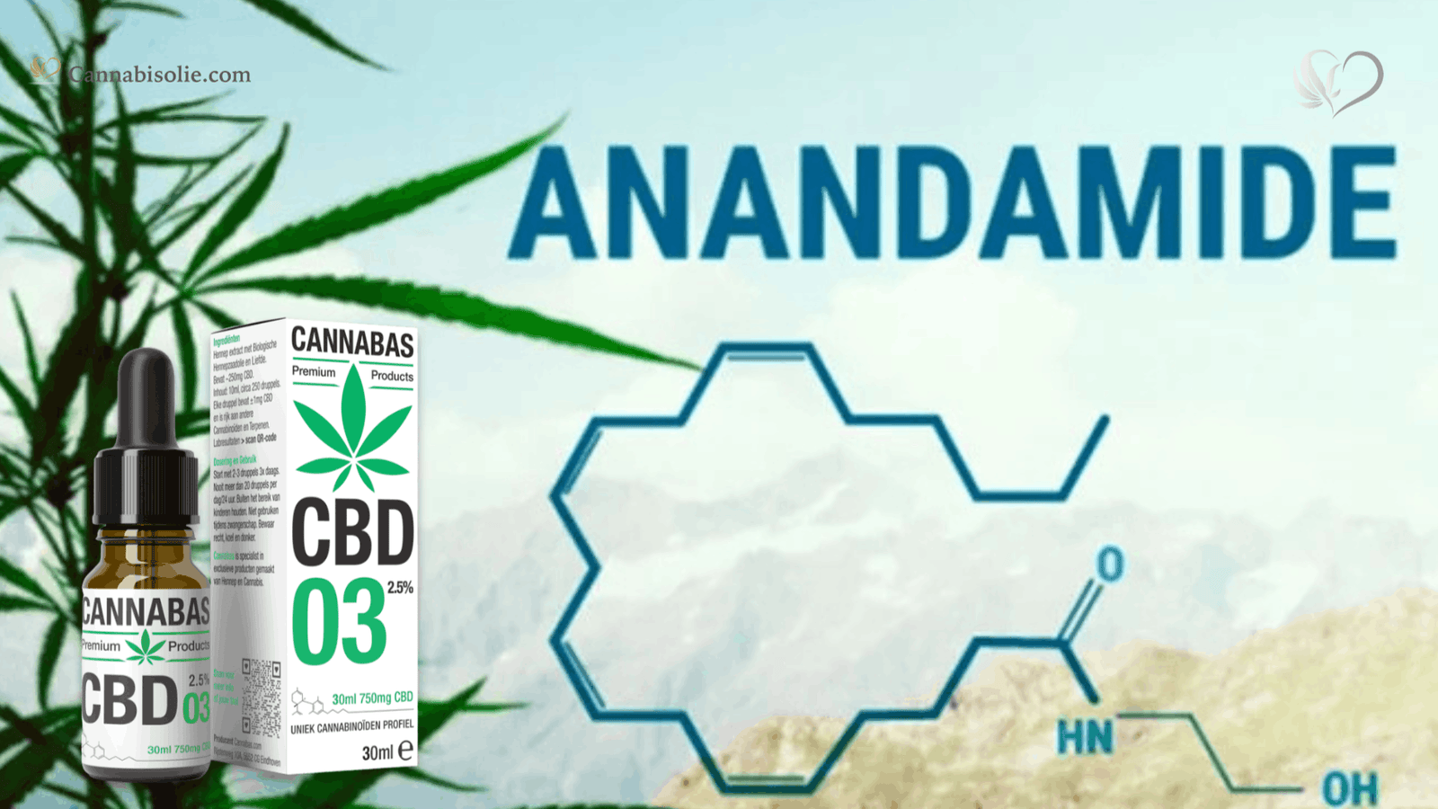 Wat is anandamide en hoe speelt CBD olie hierin een rol?