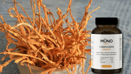Meer energie met Cordyceps: natuurlijke drive