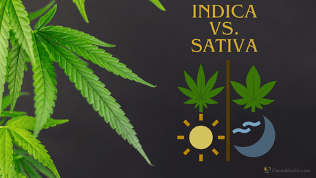 Verschil Cannabis Indica en Cannabis Sativa