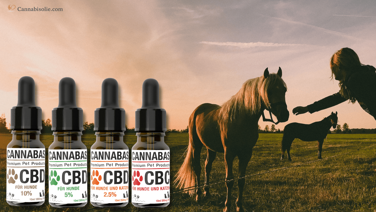 CBD olie voor Paarden: werking, dosering, veiligheid en toediening