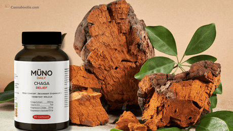 Ontdek de kracht van Chaga voor dagelijks welzijn