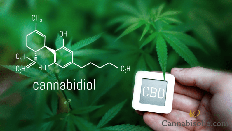 Cannabidiol uitgelegd: Wat is het en wat doet het?