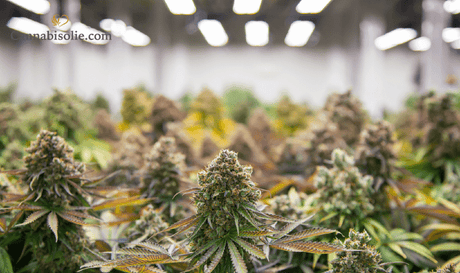 De 10 belangrijkste cannabinoïden