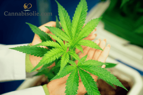 CBD olie Tolerantie: Kun je een tolerantie voor CBD ontwikkelen?