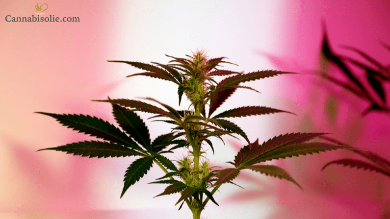 Wat zijn terpenen? De geur- en smaakmakers in CBD olie uitgelegd