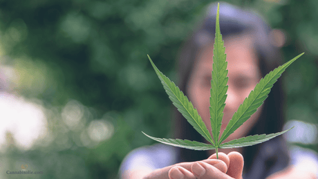 CBD olie verslavend