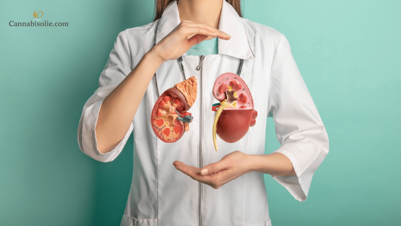 CBD Olie en de Nieren: Wat is de invloed op je niergezondheid?