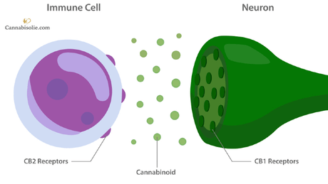 Wat zijn receptoren? Wat is een CBD receptor?