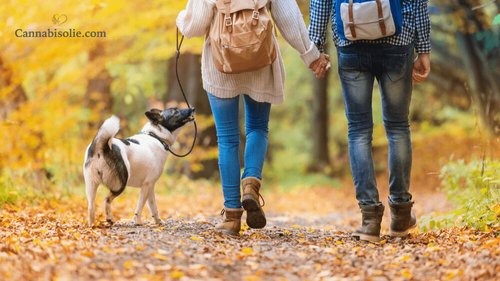 CBD olie en herfstwandelingen: een natuurlijke combinatie