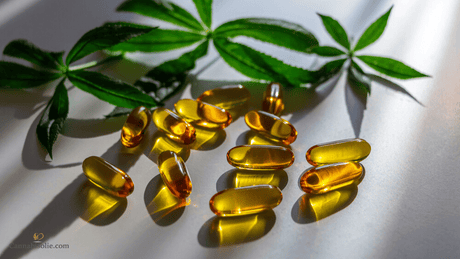 CBD capsules en het endocannabinoïde systeem