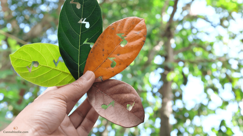CBD olie gebruiken in Verschillende Seizoenen