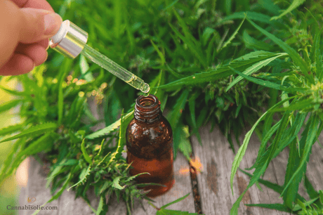 CBD olie: Microdosering vs standaard dosering