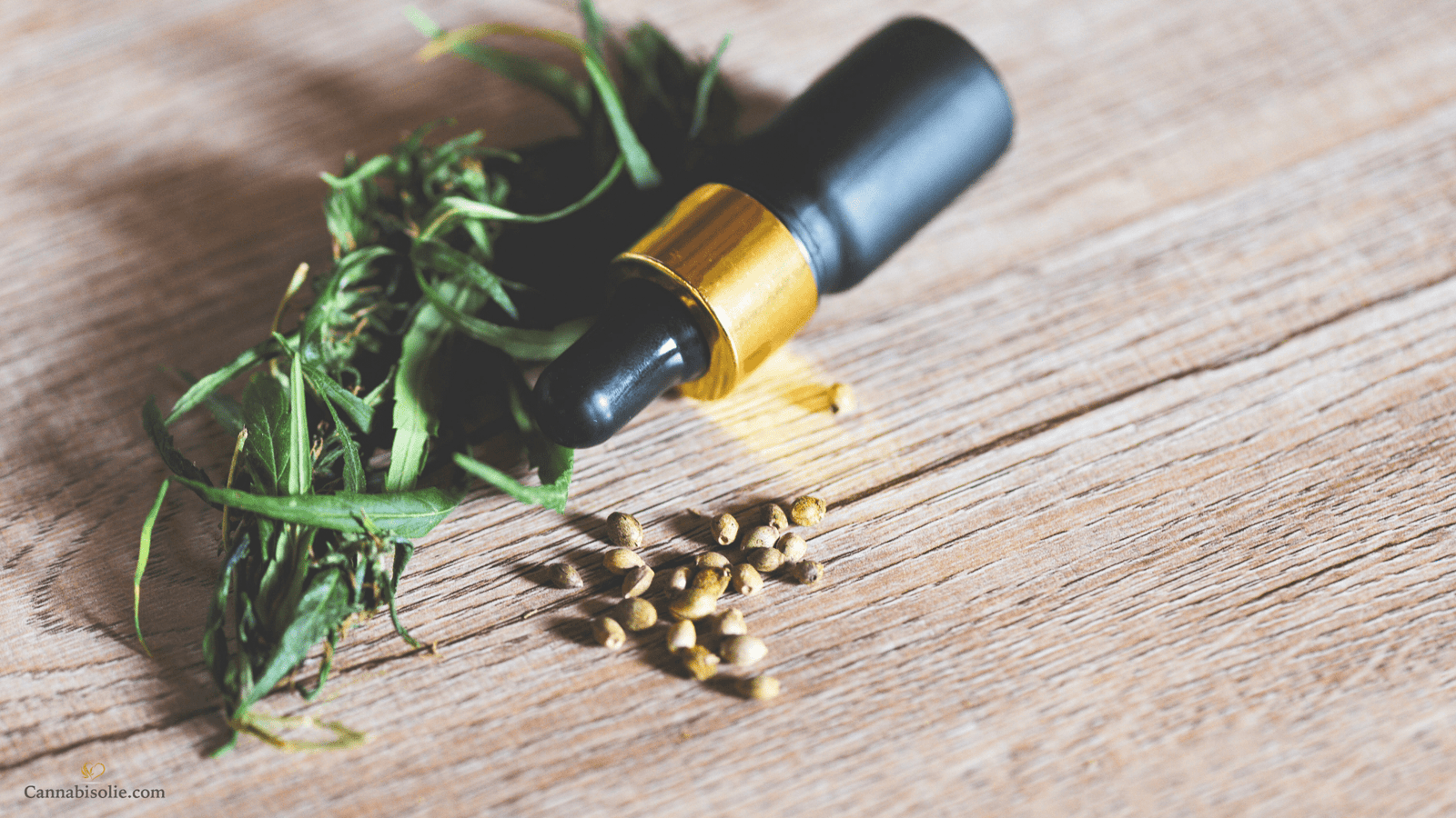 Waarom CBD geen ‘gateway drug’ is