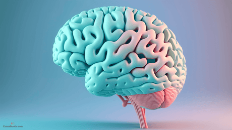 CBD vs THC hersenen
