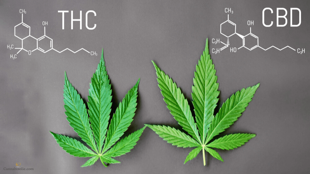 Werkt THC beter dan CBD?