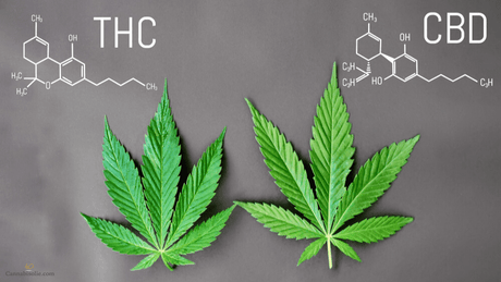 Werkt THC beter dan CBD?