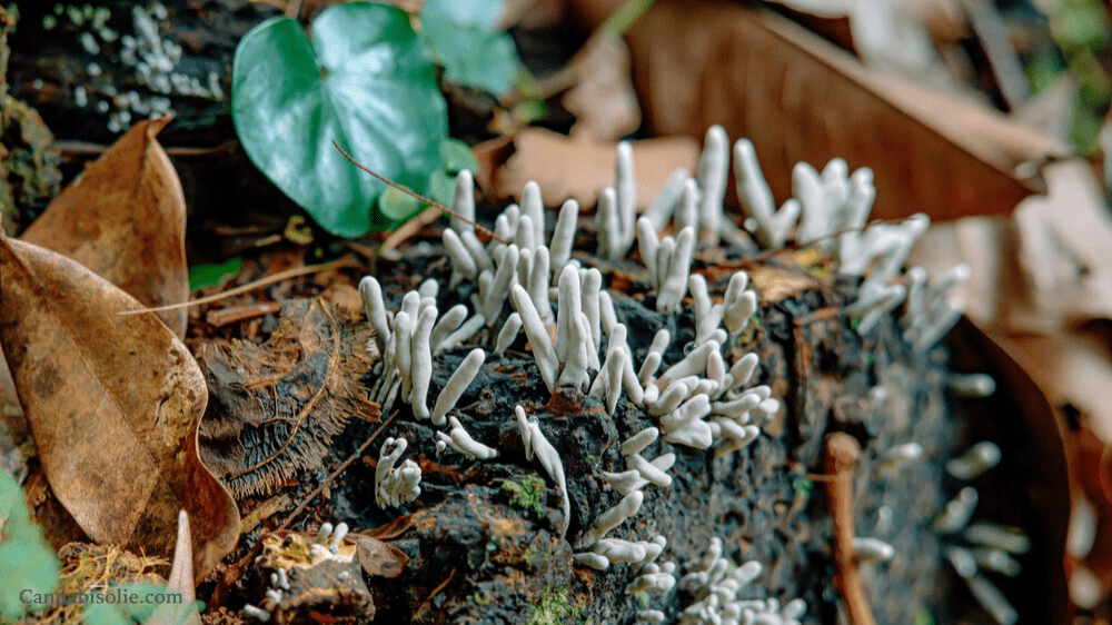 De voordelen van Cordyceps paddestoelen