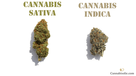 Het verschil tussen cannabis indica en cannabis sativa