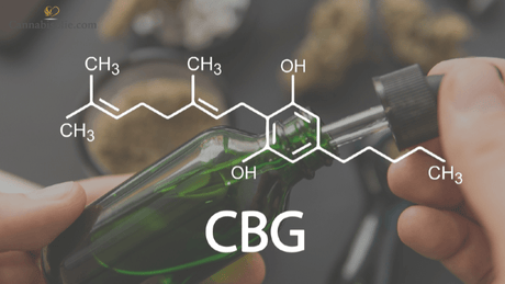 CBG (Cannabigerol) olie gebruiken: Een gids voor beginners