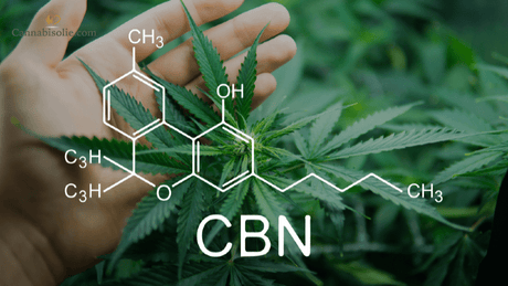 Alles wat je moet weten over (Cannabinol) CBN olie
