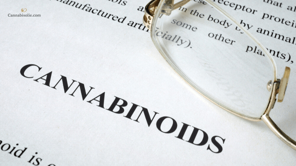 Cannabinoiden CBD olie: Wat zijn cannabinoïden?