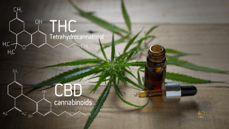 Hoeveel THC zit er in CBD olie?