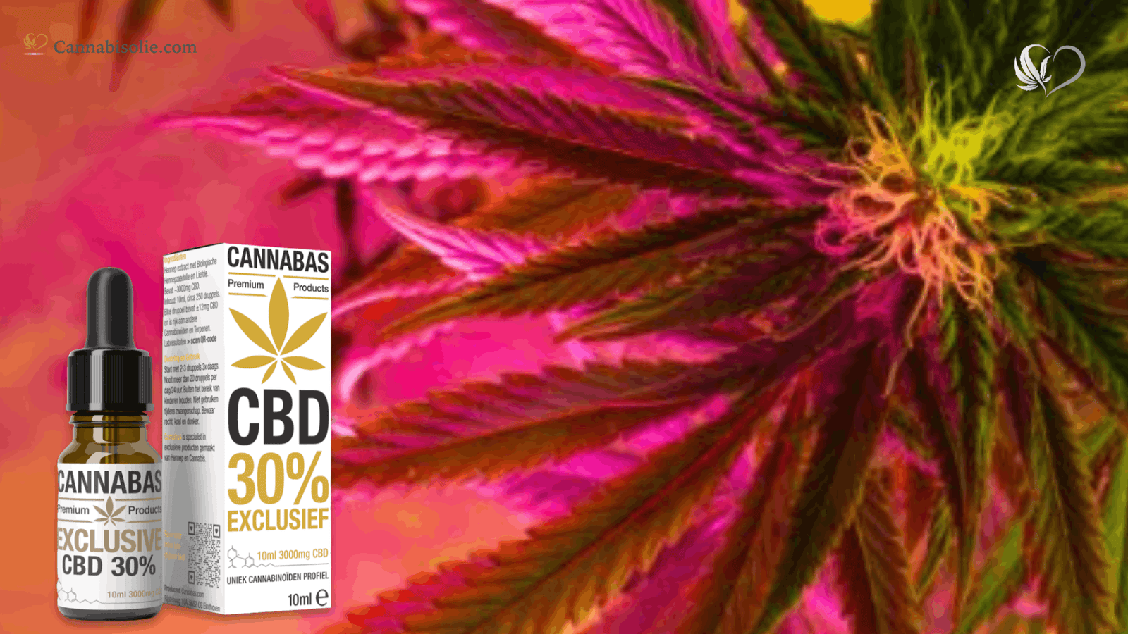Waarom CBD geen ‘gateway drug’ is