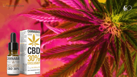 Waarom CBD geen ‘gateway drug’ is