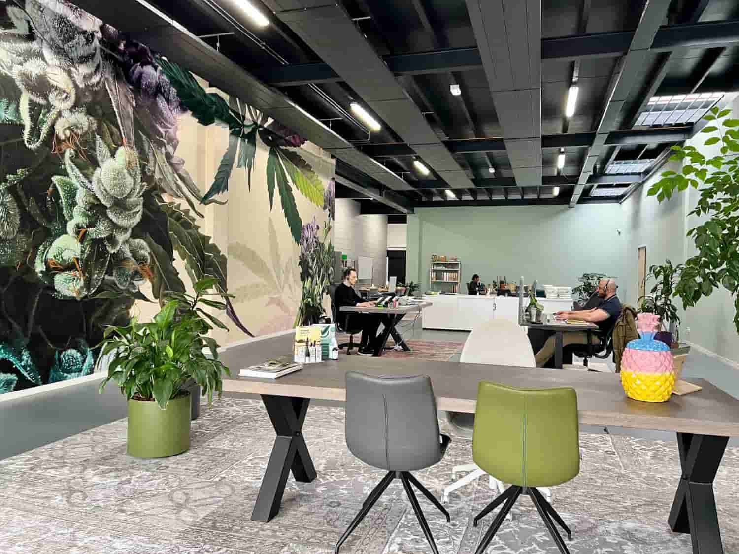 Cannabisolie kantoor