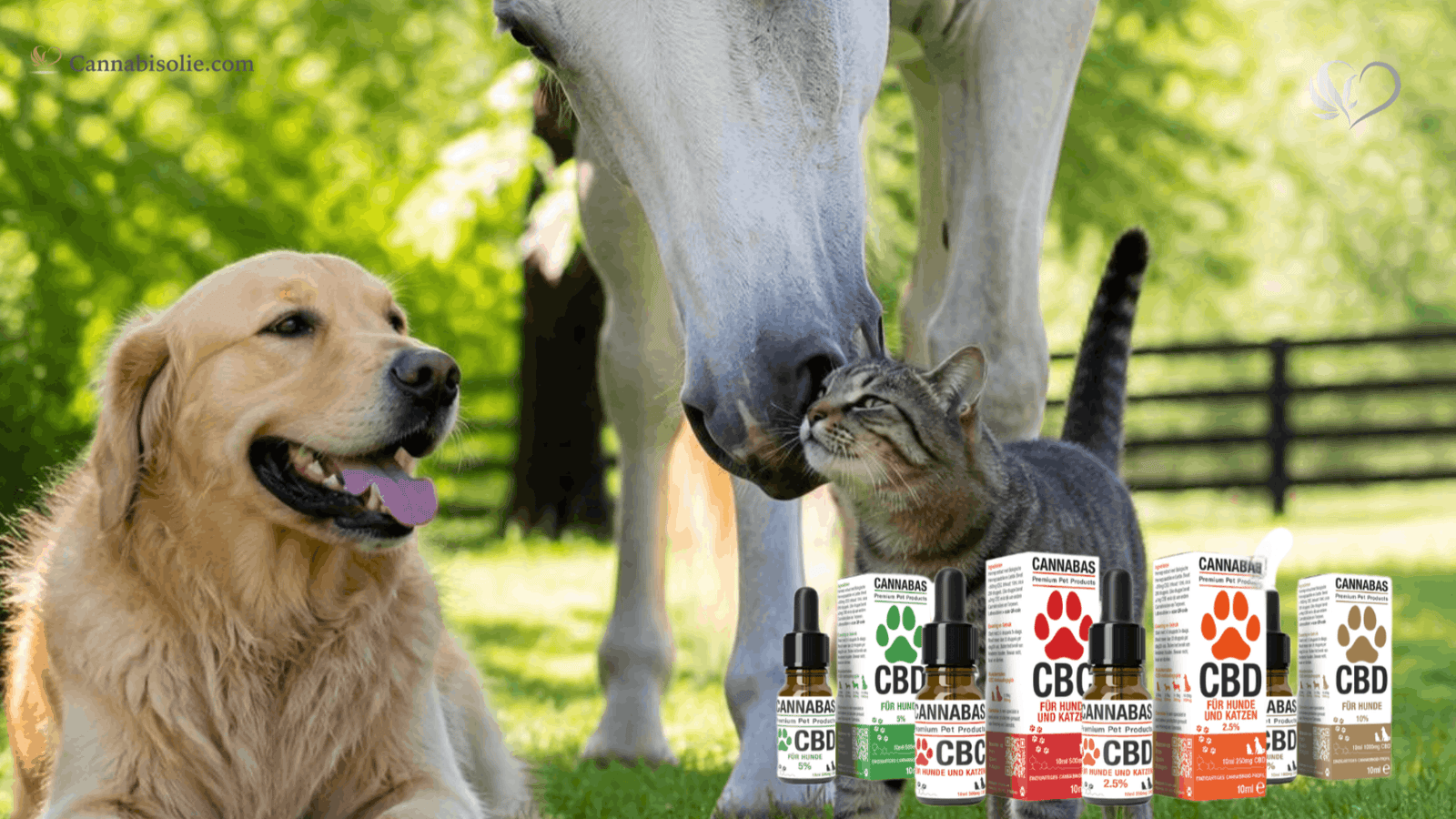 CBD olie voor Dieren: Welke Dieren kunnen CBD olie gebruiken?