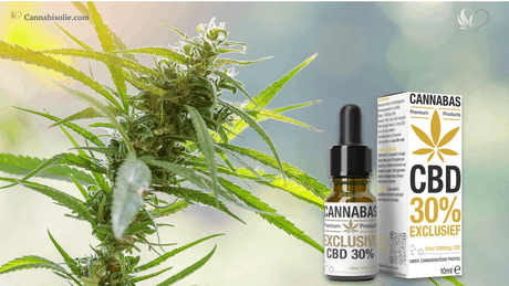 Online Wiet Bestellen? Kies Liever voor CBD Olie!