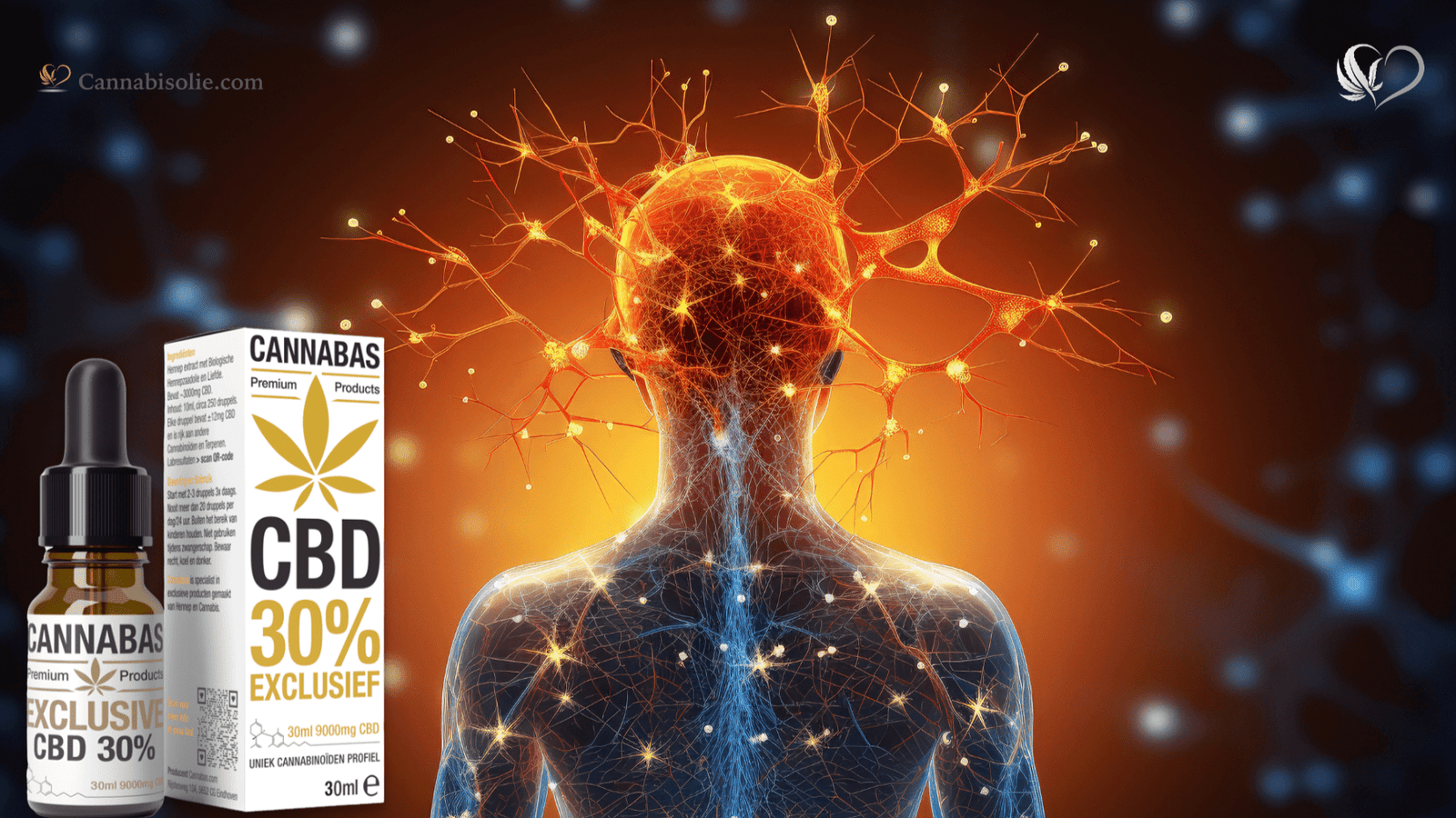 Wat is het endocannabinoïde systeem (ECS) en waarom is het zo belangrijk?