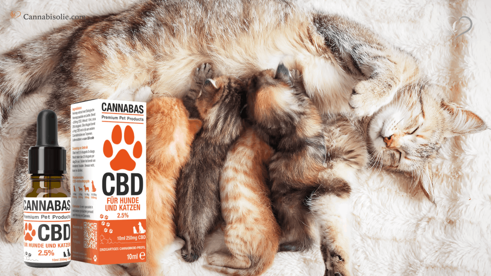CBD olie voor Kittens versus Volwassen Poezen